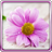 icon Gentle Flowers Live Wallpaper 16.0