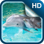 icon Dolphin Live Wallpaper HD