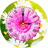 icon Daisy Clock LWP 1.8