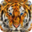 icon Tiger with blue eyes 2.1