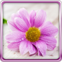 icon Gentle Flowers Live Wallpaper