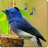 icon Bird Sounds & Ringtones 1.5