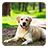 icon Labrador Live Wallpaper 2.7