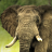 icon live elephant wallpaper 6.00