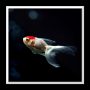 icon Aquarium Live Wallpaper para sharp Aquos Sense Lite