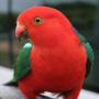 icon Talking Parrot Free LWP para tecno W3