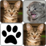 icon Cats Memory Game para nubia Z18