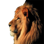 icon اصوات الحيوانات para Xiaolajiao T33