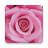 icon Rose 1.1.2