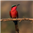 icon Bird Jigsaw Puzzle 1.0