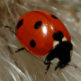icon Ladybug - Live Wallpaper para sharp Aquos Mini SH-M03