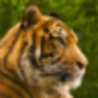 icon Tiger HD LWP 