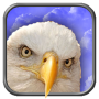 icon Eagle Live Wallpaper