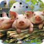 icon Little Pig Wallpaper