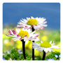 icon Daisy Flowers Free Wallpaper