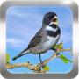 icon Canto de Coleiro para Samsung Galaxy S5 Neo(Samsung Galaxy S5 New Edition)