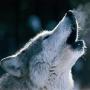 icon Animal Sound ☆ Animal Kingdom para DEXP Ixion E250 Soul 2