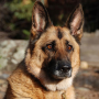 icon German Shepherds Jigsaw Puzzle