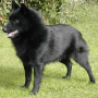icon Schipperke Jigsaw Puzzle para Xiaomi Mi Max 3 Pro