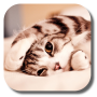 icon Lazy Cat