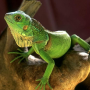 icon Lizard Jigsaw Puzzles