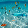icon Escape Shark