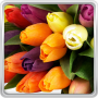 icon Colorful Tulips Live Wallpaper