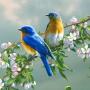 icon 70 Bird Sounds and Ringtones para Samsung Galaxy S5 Neo(Samsung Galaxy S5 New Edition)